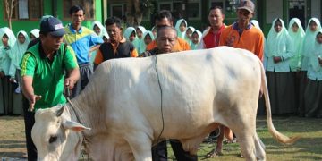 Tanamkan Nilai-Nilai Berkurban Melalui Kegiatan Langsung Di MTsN 5 Cilacap