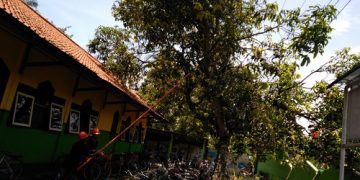 Mengganggu Aliran Listrik PLN, Pohon Mangga MTsN 3 Ditebang