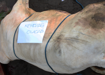 KEMENAG CILACAP KORBAN SEEKOR SAPI DI KABUPATEN
