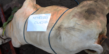 KEMENAG CILACAP KORBAN SEEKOR SAPI DI KABUPATEN